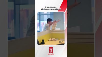Kanal 3Sal, Ekim 27, 2026 4:00pmURL:Embed:İş yerindeki kedi, bütün çalışanların