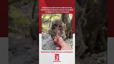 Kanal 3Paz, Ekim 11, 2026 8:00amURL:Embed:Doğuştan elleri olmayan bir maymun,