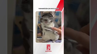 Kanal 3Cum, Ekim 23, 2026 8:00amURL:Embed:Tarandığı için çok mutlu oldu…