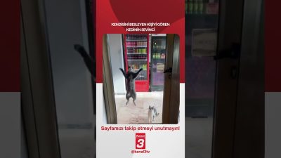 Kanal 3Per, Ekim 8, 2026 12:00pmURL:Embed:Kendisini besleyen kişiyi gören kedinin