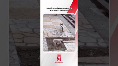 Kanal 3Pts, Ekim 26, 2026 10:00amURL:Embed:Ufak bir kedinin tavuklara pusu
