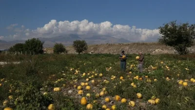 Çerezlik kabak çekirdeği üretiminde Türkiye'de lider konumda bulunan Kayseri'de kabak