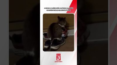 Kanal 3Çar, Ekim 21, 2026 2:00pmURL:Embed:Acıkınca dairelerin kapısını çalarak kendisini