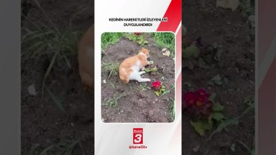 Kanal 3Pts, Ekim 26, 2026 12:00pmURL:Embed:Kedinin hareketleri izleyenleri duygulandırdı… 📶https://kanal3.com.tr/